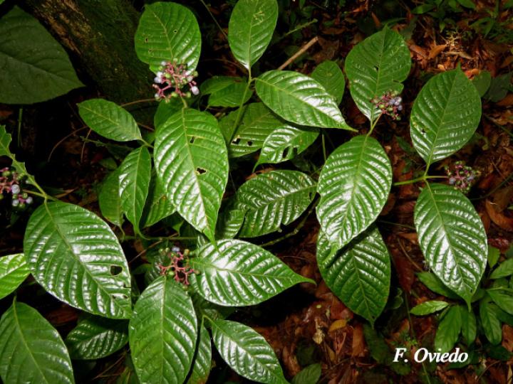 Psychotria buchtienii