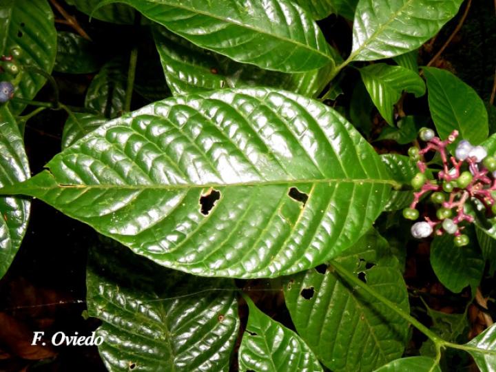 Psychotria buchtienii