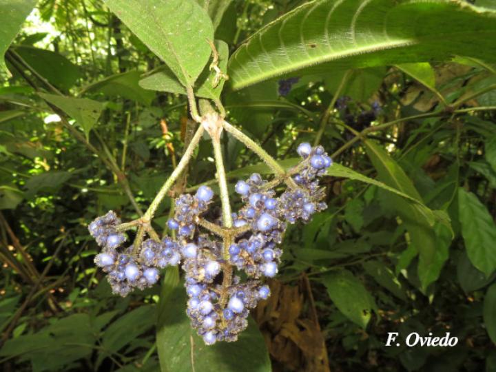 Psychotria pilosa