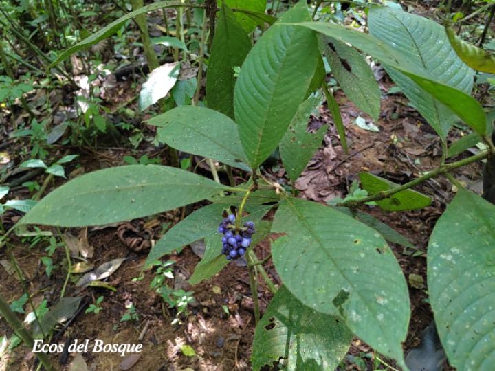 Psychotria pilosa