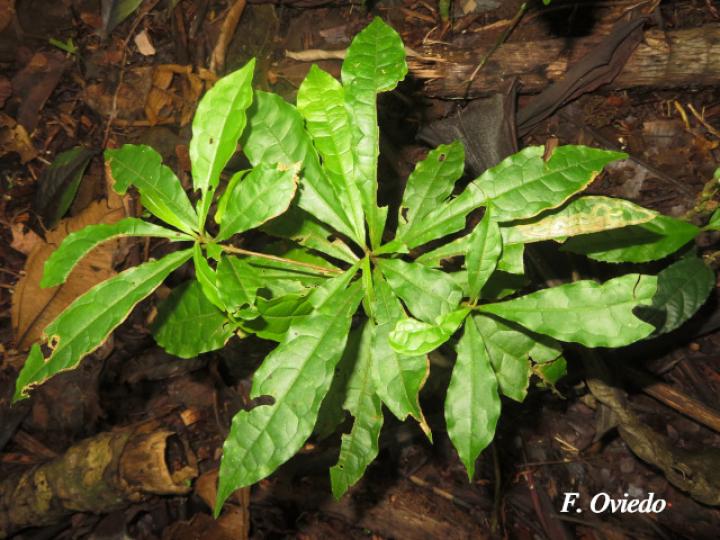 Terminalia bucidoides (Guayabón de charco)