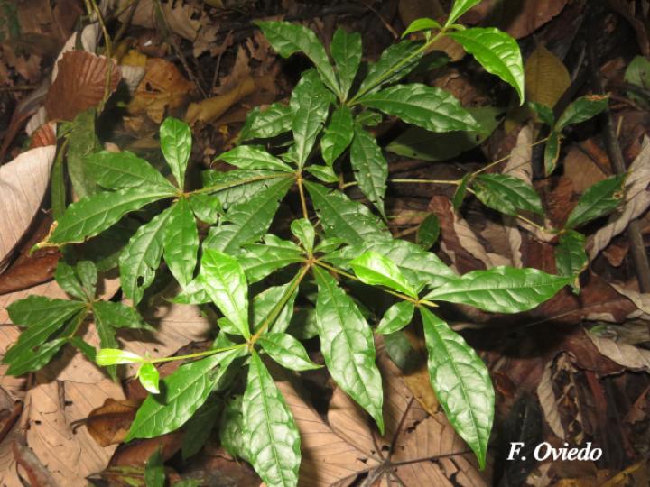 Terminalia bucidoides (Guayabón de charco)