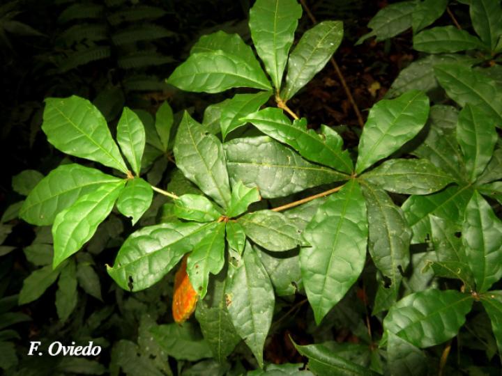 Terminalia bucidoides (Guayabón de charco)