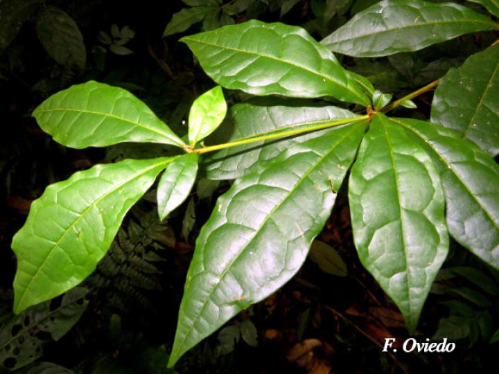 Terminalia bucidoides (Guayabón de charco)