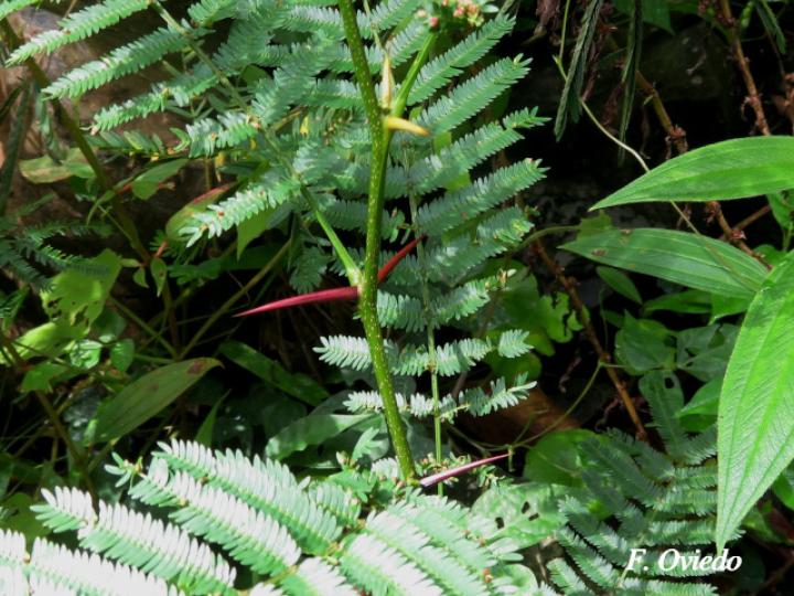 Vachellia ruddiae (Cornizuelo)