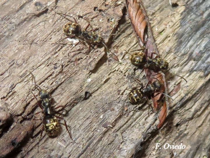 Dolichoderus validus