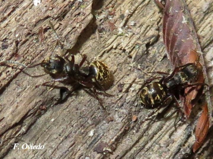 Dolichoderus validus