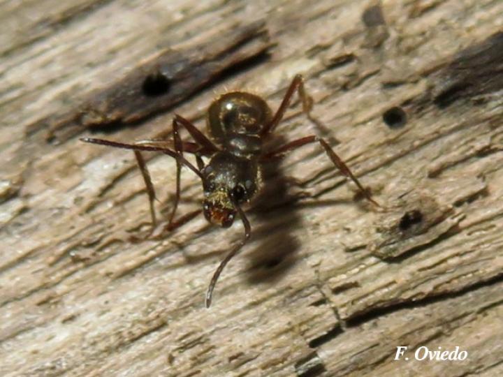 Dolichoderus validus