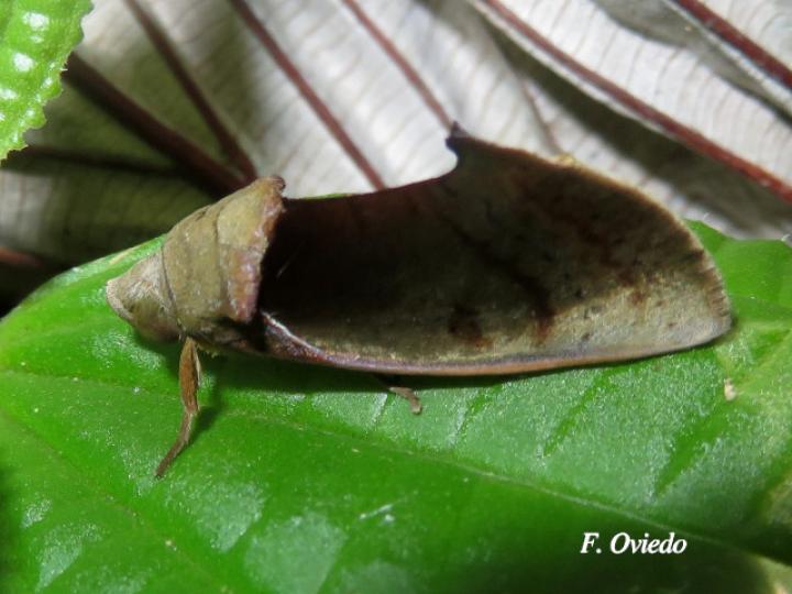 Gonodonta sicheas