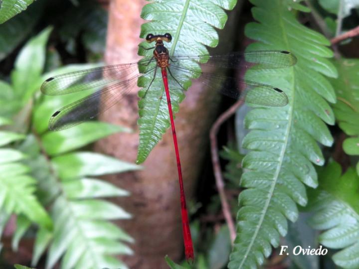 Heteragrion erythrogastrum