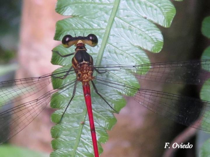 Heteragrion erythrogastrum