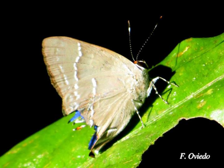 Ostrinotes keila