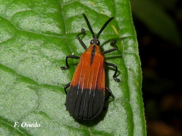 Oxychalepus posticatus