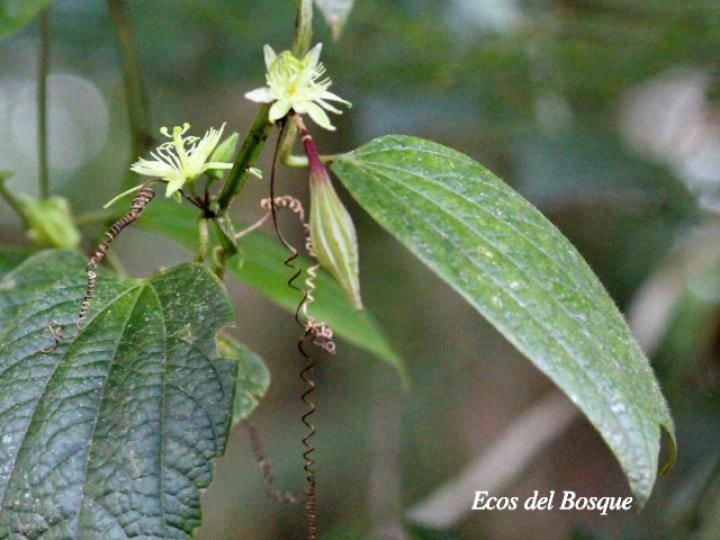 Passiflora costarricensis