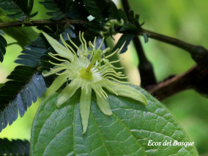 Passiflora costarricensis