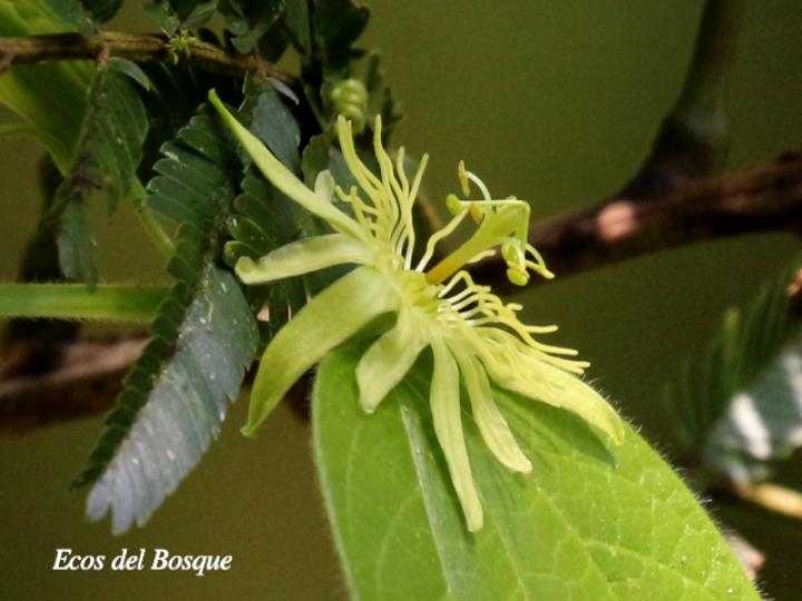 Passiflora costarricensis