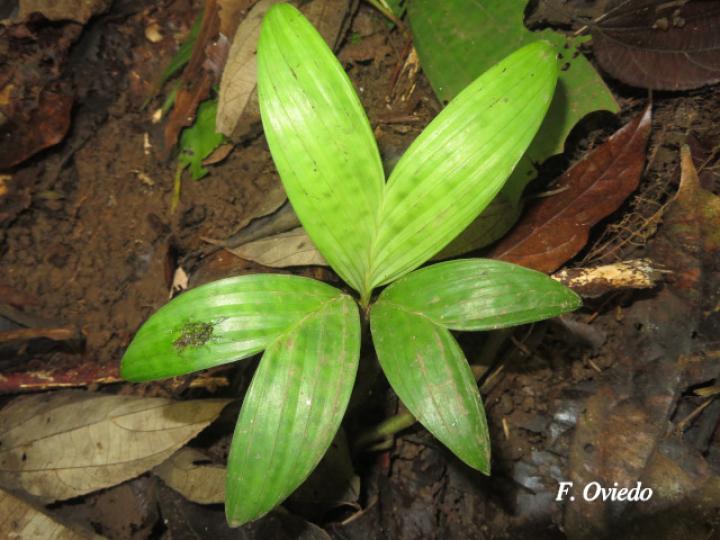 Pinanga kuhlii (Pinanga)