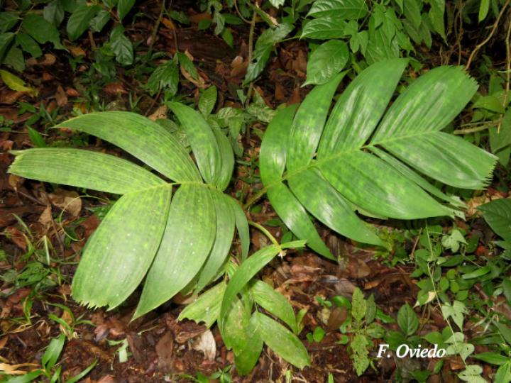 Pinanga kuhlii (Pinanga)