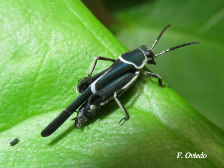 Ripipteryx limbata (Padrecito)