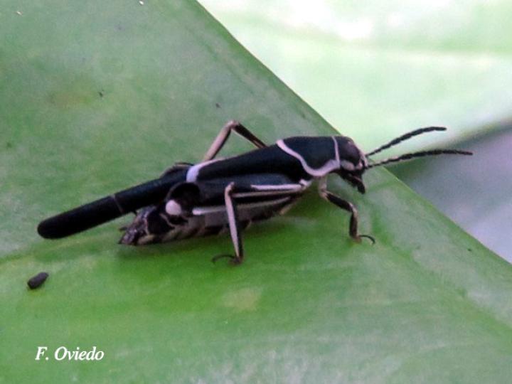 Ripipteryx limbata (Padrecito)