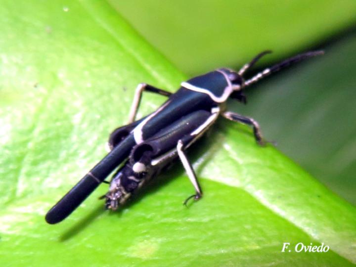 Ripipteryx limbata (Padrecito)