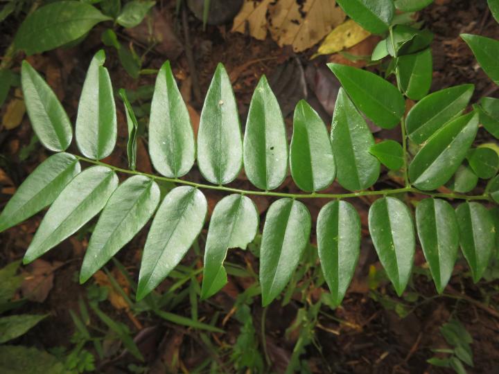 Securidaca diversifolia (Bejuco mariposa, Carro caliente)
