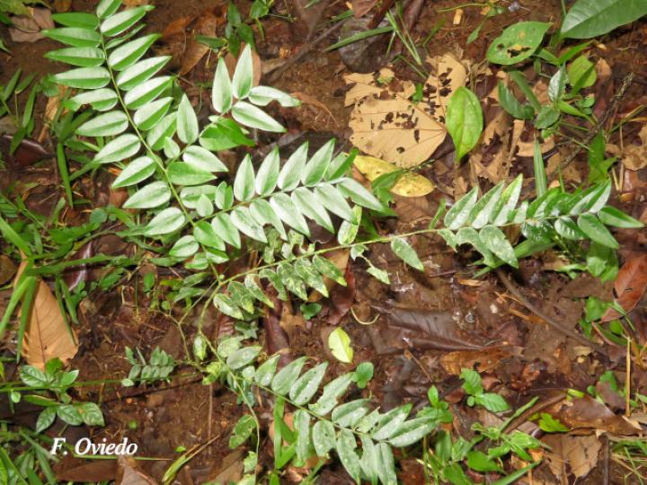 Securidaca diversifolia (Bejuco mariposa, Carro caliente)