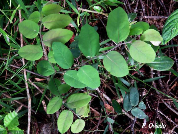 Securidaca diversifolia (Bejuco mariposa, Carro caliente)