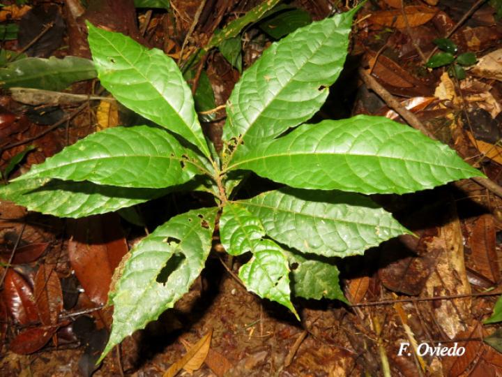 Sloanea guianensis