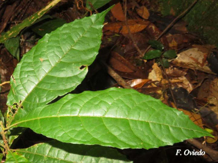 Sloanea guianensis