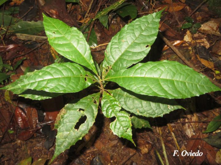 Sloanea guianensis