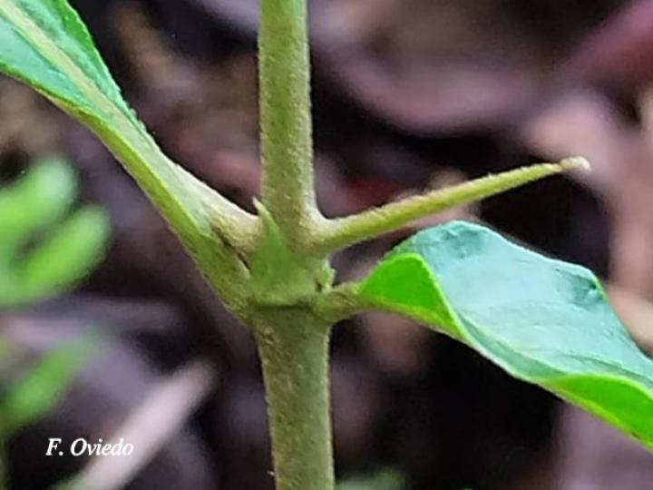 Chomelia tenuiflora (Malacaguite)