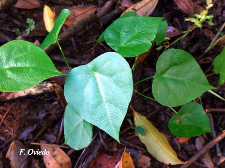 Cissampelos grandifolia