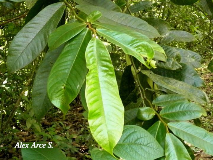 Guatteria aeruginosa (Anonillo)