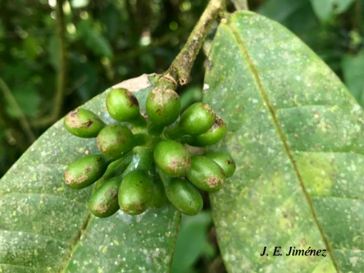 Guatteria aeruginosa (Anonillo)