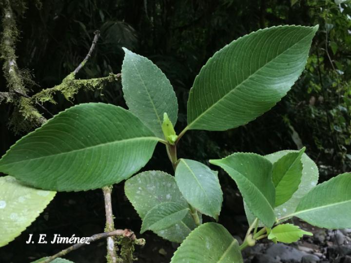 Hedyosmum costaricense (Agüillo)