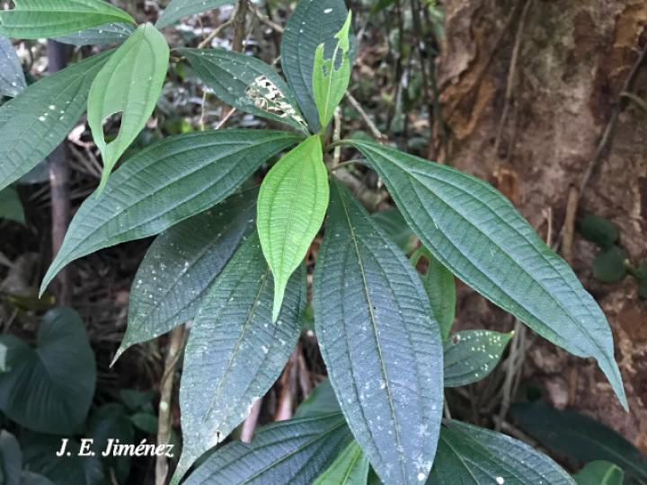 Henriettea tuberculosa