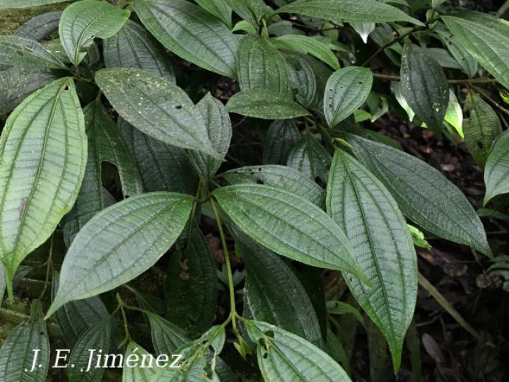 Henriettea tuberculosa
