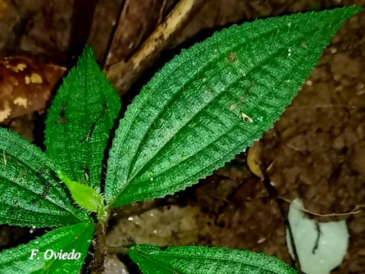 Henriettea tuberculosa