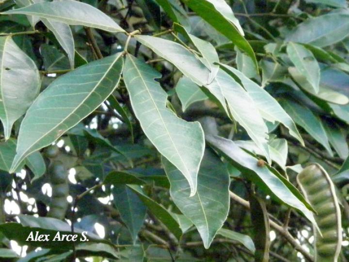 Inga punctata (Cuajiniquil)