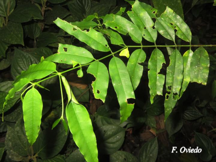 Lacmellea panamensis (Lagartillo, Lagarto negro)