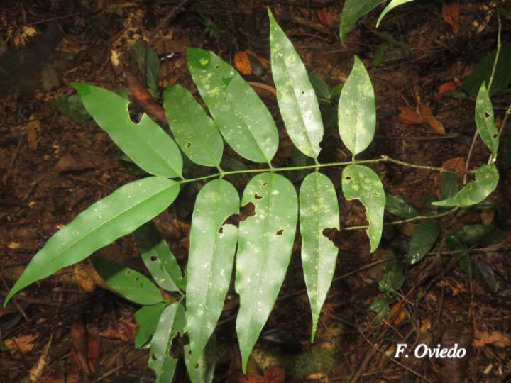 Lacmellea panamensis (Lagartillo, Lagarto negro)