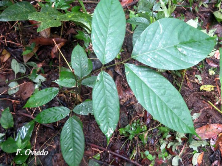 Machaerium floribundum