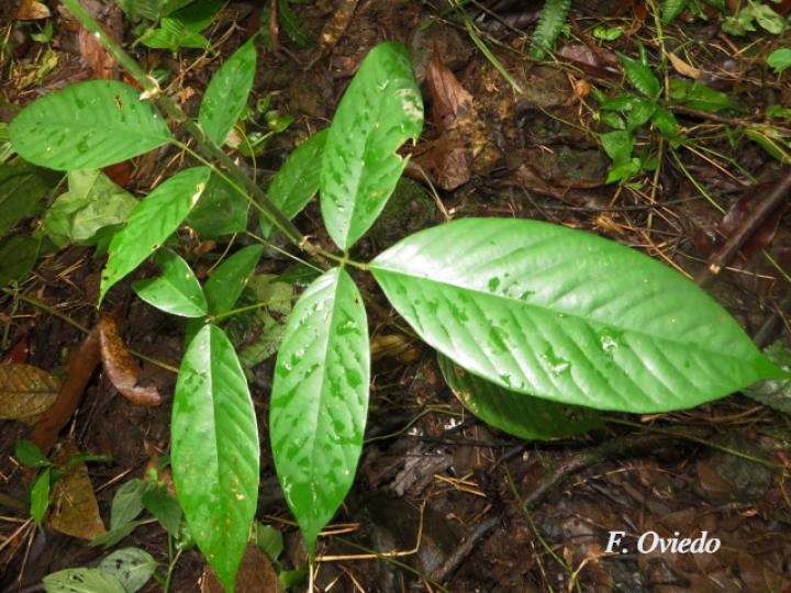 Machaerium floribundum
