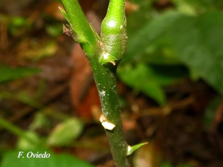 Machaerium floribundum