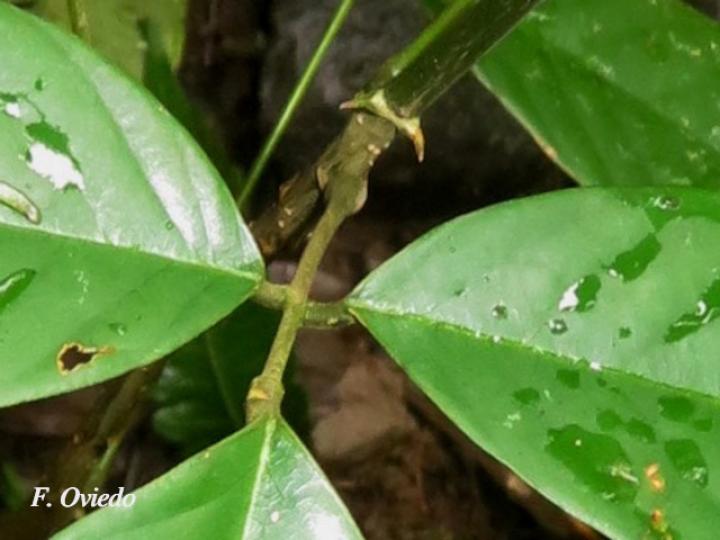 Machaerium floribundum