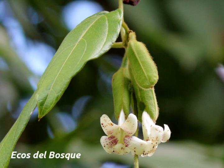 Mendoncia tonduzii