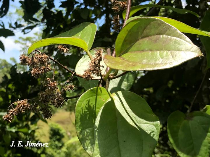 Mikania hookeriana (Bejuco traqueador)