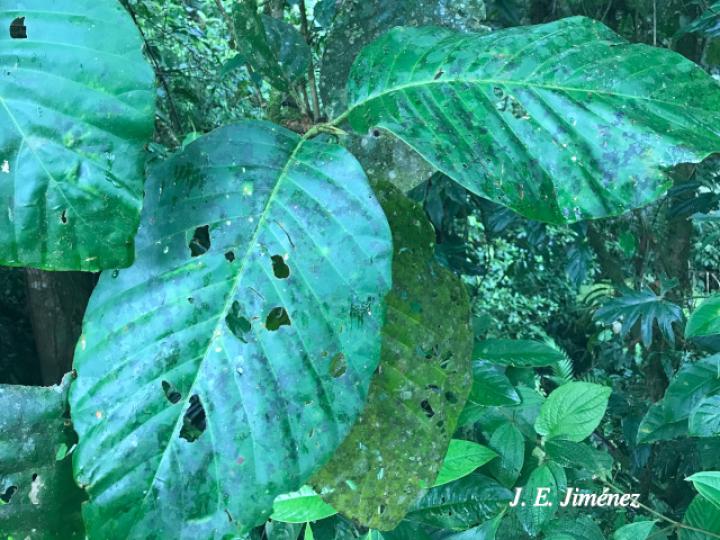 Pentagonia costaricensis