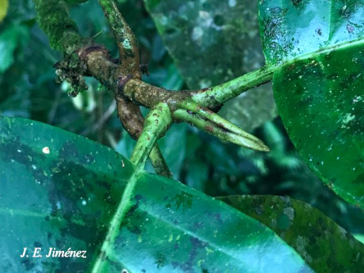 Pentagonia costaricensis